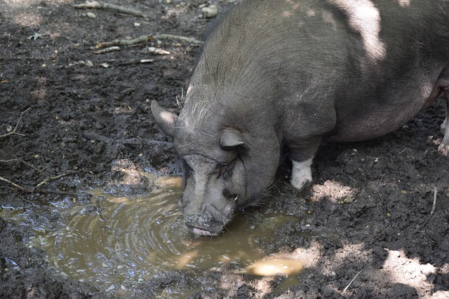 而马刺队需 而马刺队需